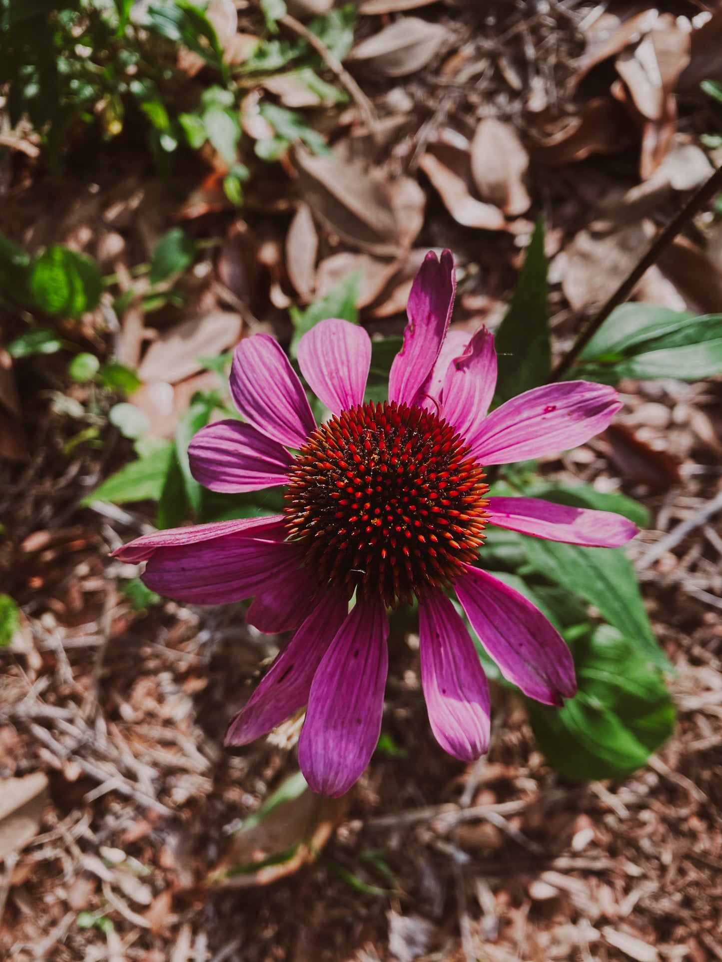 Carolina Bloom Print