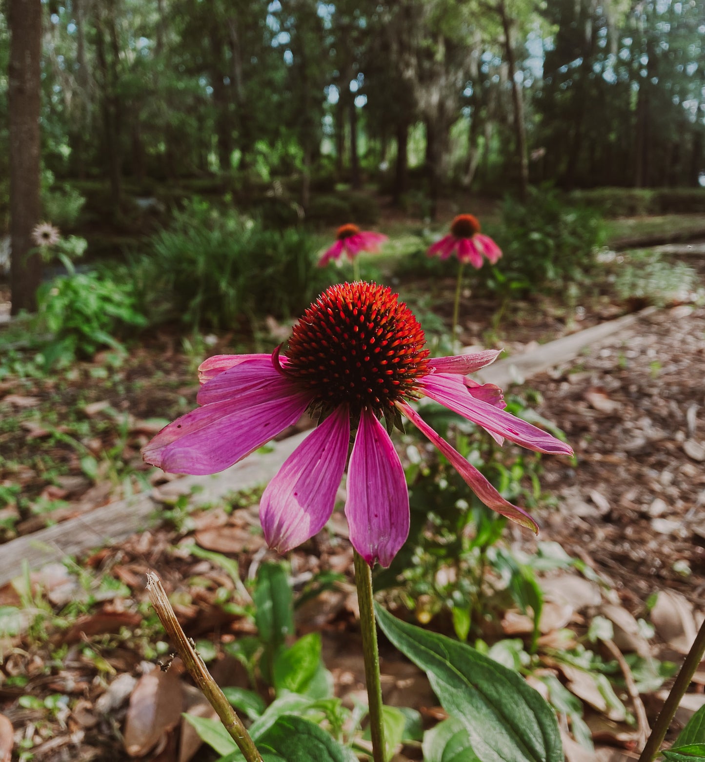 Carolina Bloom 2 Print