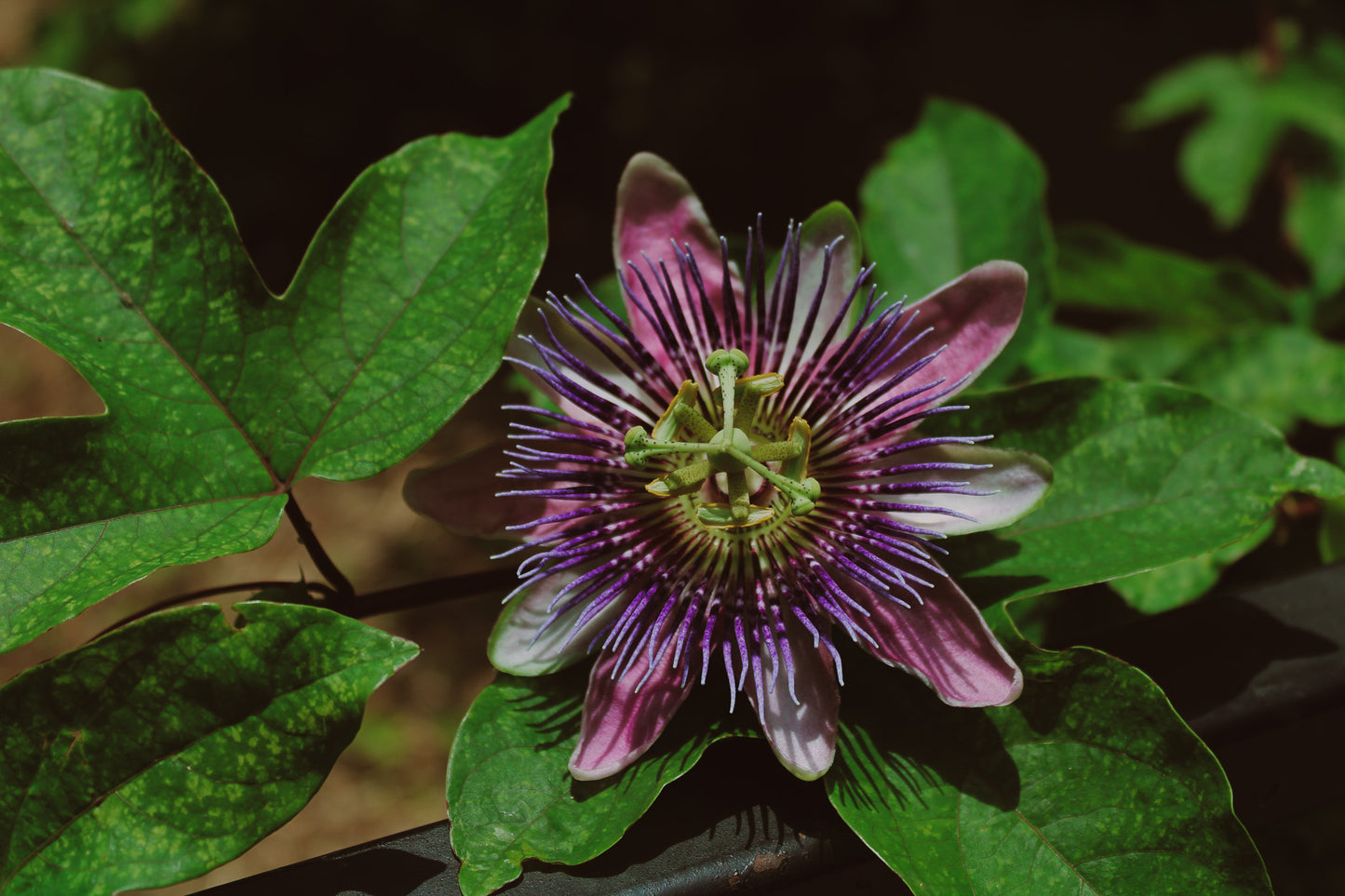 Passion Flower print