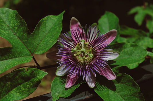 Passion Flower print
