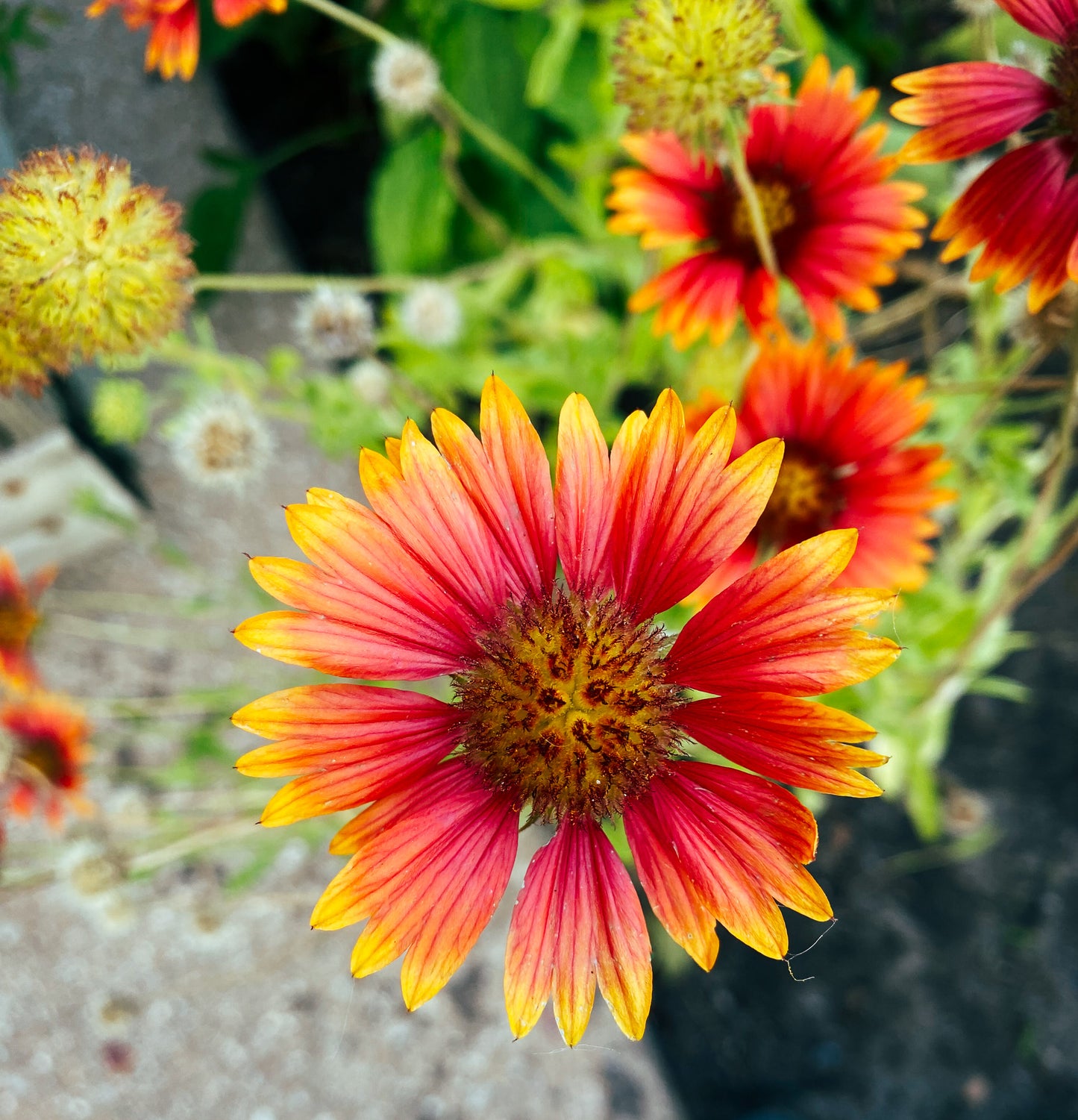 Blanket Flower Print