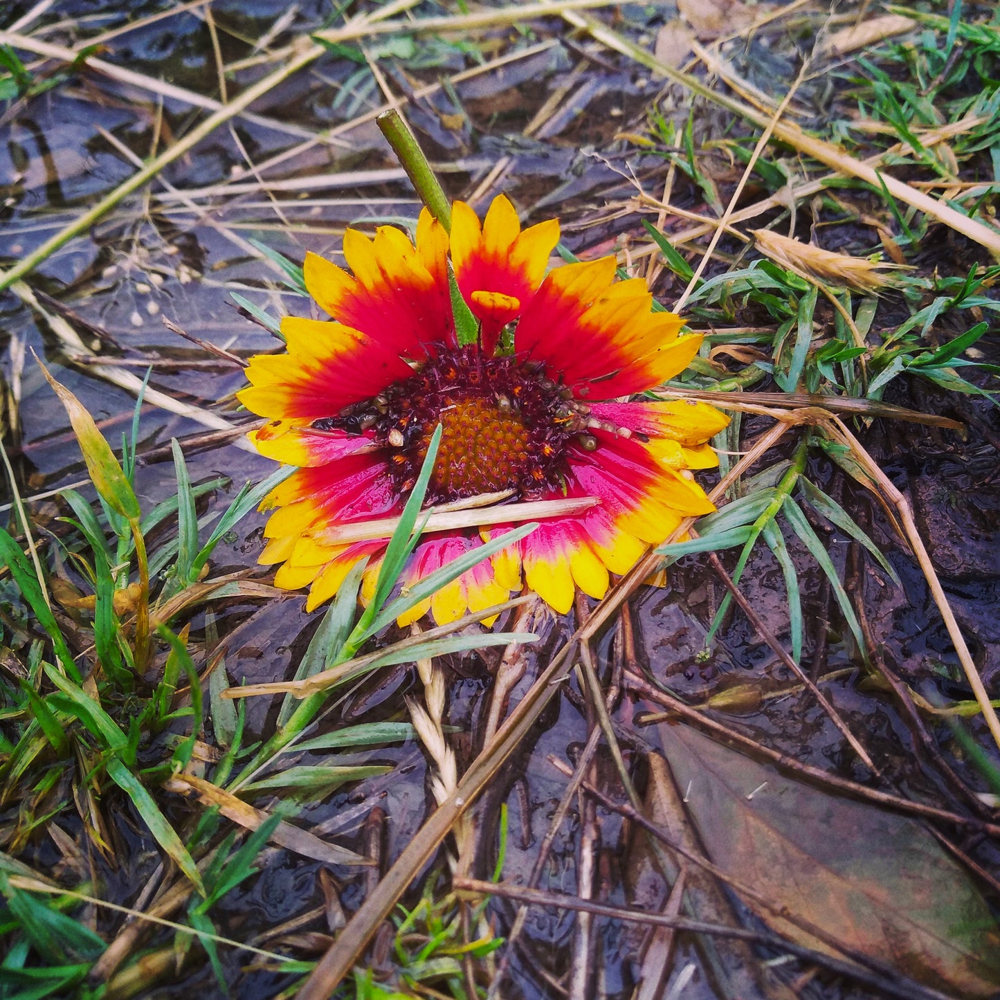 Texas Flower