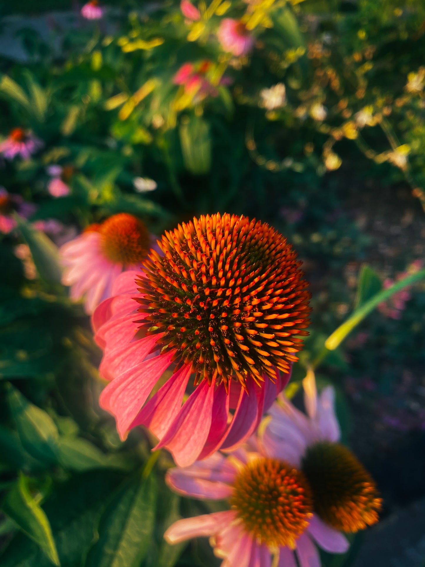 Pink Coneflower Print